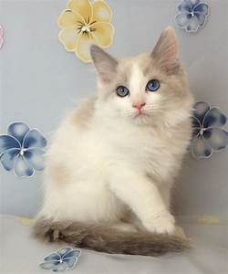 Ragdoll Cats In Many Colors And Patterns Jamila 39 S Ragdolls Cat