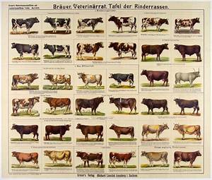 Breeds Of Different Animals On Amazing Charts Rinderrassen Rindvieh