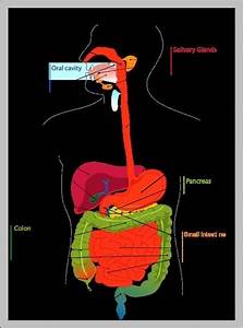 Stomach Organs Archives Graph Diagram