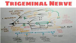 Trigeminal Nerve Part 5 Opthalmic And Maxillary Division Diagram