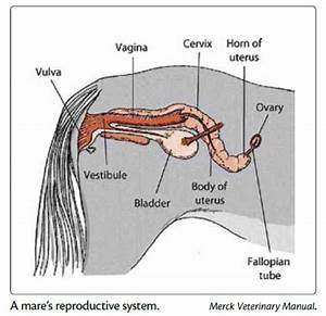 Understanding The Mare 39 S Heat Cycle Chart Nexgen Pharmaceuticals