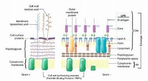 Gram Staining Principle Procedure And Results Microbeonline