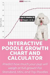 Interactive Poodle Standard Growth Chart And Calculator Puppy