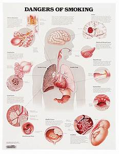 Dangers Of Smoking Chart Flinn Scientific