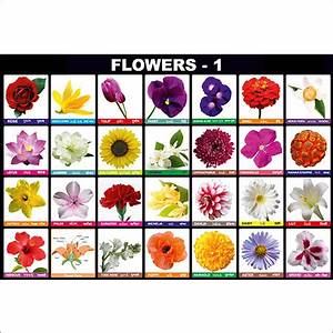 Flower Chart At Best Price In Maharashtra Supplier And Manufacturer