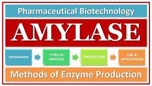 Amylase Types Of Amylase Basics Function Use Amylase Production