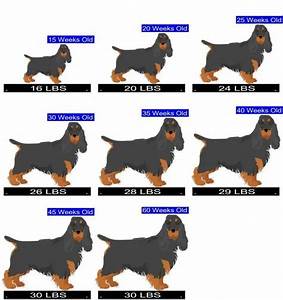 how much should english cocker spaniel weigh english cocker spaniel