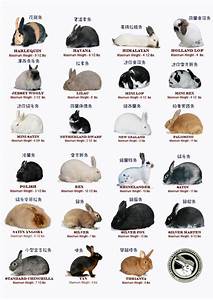 Rabbit Breed Chart Rabbit Beauty Pinterest Rabbit Chart And Bunny
