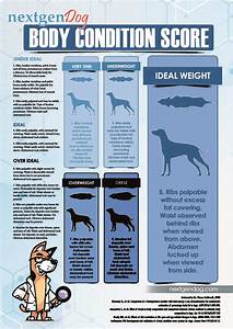 How To Slim Down An Overweight Dog 30 Day Diet Plan