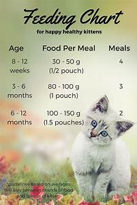 Dry Cat Feeding Chart By Age Catsbh