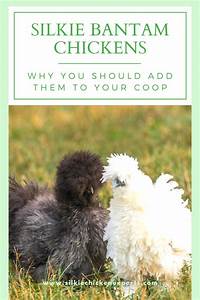 Reasons To Add Silkie Bantam Chickens To Your Coop Silkie Bantam