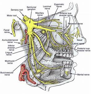 Diagram Of The Trigeminal Nerve With Its 3 Main Branches Odontología