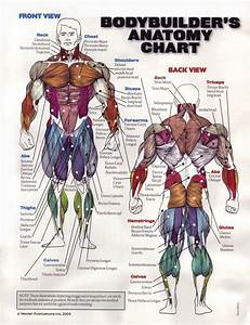 Muscle Chart Back Pin On Acupuncture Freetrainers Com Has A Vast