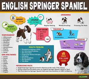 Dog Breeds Infographics Petmoo