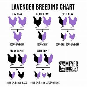 Black Split To Lavender Genetics Meyer Hatchery
