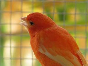 Main Canary Breeds Color Type Song Bechewy