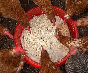 Poultry Feed Chart And Weight Chart Agri Farming