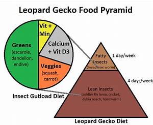 leopard gecko food pyramid complete critter