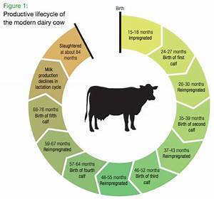 Livestock Production Cycle Livestock Cattle