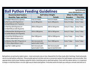 Ball Python Feeding Guidelines