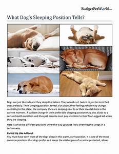 What Dog S Sleeping Position Tells By Aliceoritse Issuu