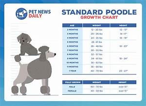 Standard Poodle Growth Chart How Big Will Your Standard Poodle Get