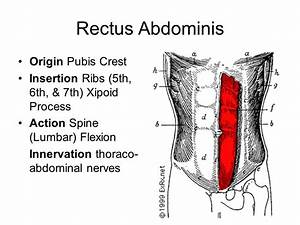 Rectus Abdominis Origin And Google Search Anatomy