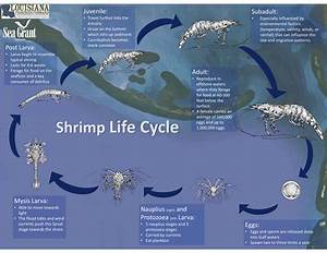 Shrimp Louisiana Direct Seafood