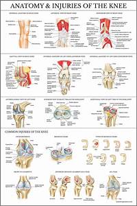 Buy Palace Learning Laminated Anatomy And Injuries Of The Knee Knee