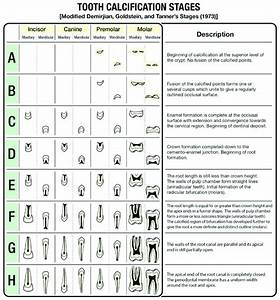 Tooth Calcification Chart