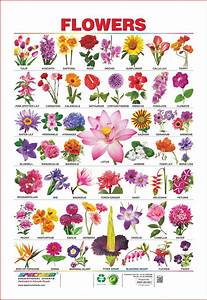 Flower Images With Names Saferbrowser Yahoo Image Search Results