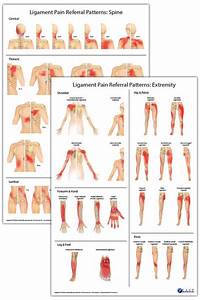Ligament Referral Pattern Posters Products Directory 