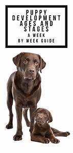 Puppy Development Week By Week A Guide To The Important Stages