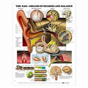 The Ear Organs Of Hearing And Balance Anatomical Chart 20 39 39 X 26 39 39