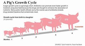 Pig Growth Cycle Commercial With Images Cycle Antibiotic Pig