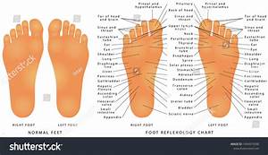 Foot Reflexology Chart Reflex Zones Feet Stock Illustration 1994975096