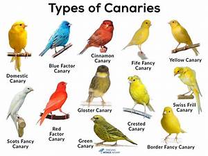 Canary Birds As Pets Care Cage Requirement How Long Do They Live