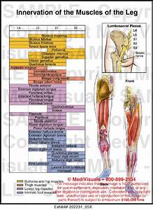 Leg Muscle Chart