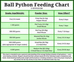 Ball Python Feeding Tips Reptifiles 39 Ball Python Care Guide