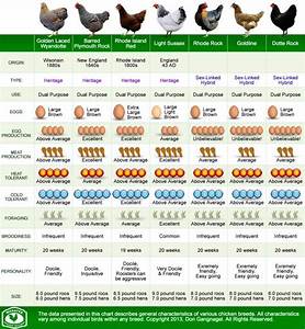 7 Chicken Breed Comparison Chart Goding 39 S Farm Supplies Facebook