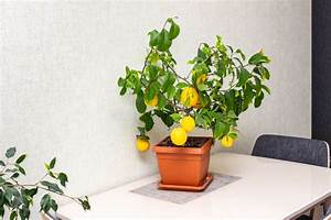 Top 20 Indoor Lemon Tree Growth Stages