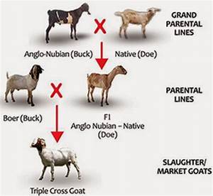 Options To Improve Traditional Goat Stock Upgrading