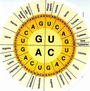 Use Your Codon Chart And Tell Me What Amino Acids Are Coded For By The