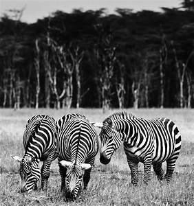 All Sizes Zebras Flickr Photo Sharing
