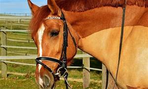 Horse Bits Types And Styles Guide With Recommendations Horsey Hooves