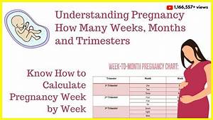 How To Calculate Your Pregnancy By Weeks Months Trimesters Weeks