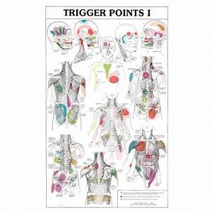 Trigger Points I And Ii Anatomical Chart