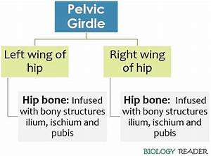 Difference Between Pectoral And Pelvic Girdle With Comparison Chart