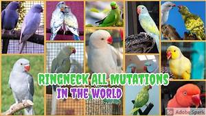 Ringneck All Mutations Breed Present In The Entire World Expensive