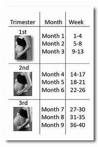 How To Count Pregnancy Months And Weeks Pregnancywalls